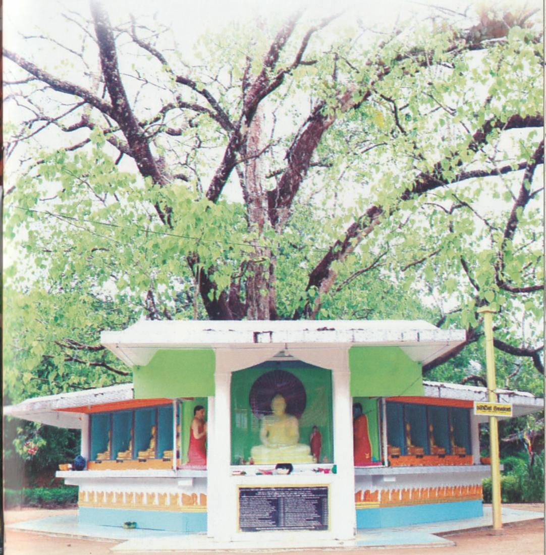 බෝධීන් වහන්සේ